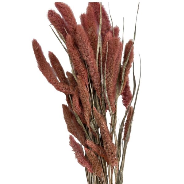 Dry dark pink Setaria - Image 2