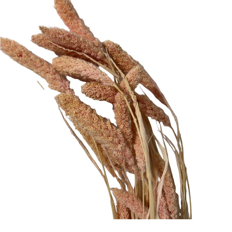 Dry pink Setaria