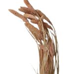 Dry pink Setaria - Image 2