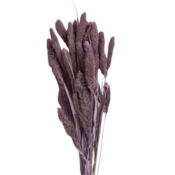 Dry lavender Setaria - Image 2