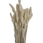 Dry white Setaria - Image 2