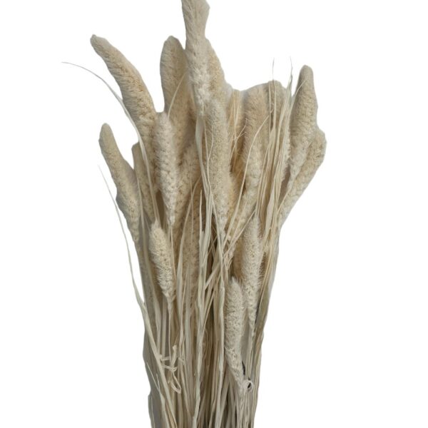 Dry white Setaria - Image 2