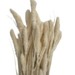 Dry white Setaria