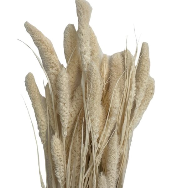 Dry white Setaria