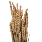 Dry Wheat coral 1 bunch