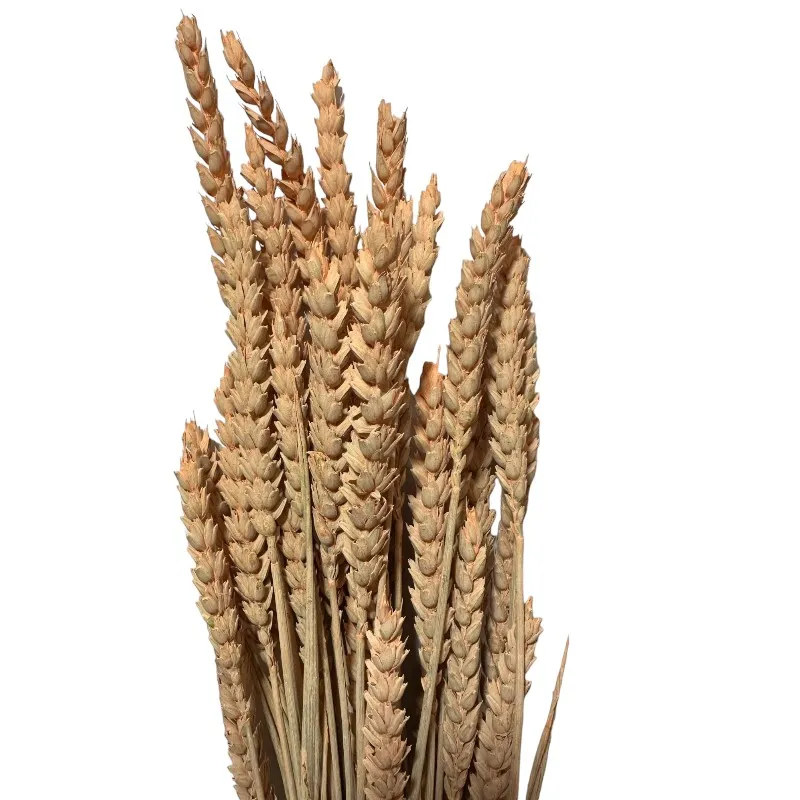 Dry Wheat coral 1 bunch