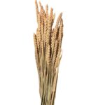Dry Wheat coral - Image 2