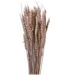 Dry Wheat light pink - Image 2