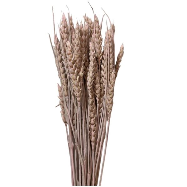 Dry Wheat light pink - Image 2
