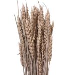 Dry Wheat light pink 1 bunch