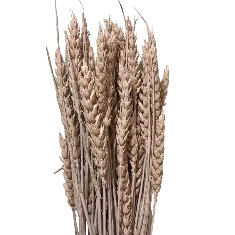 Dry Wheat light pink 1 bunch