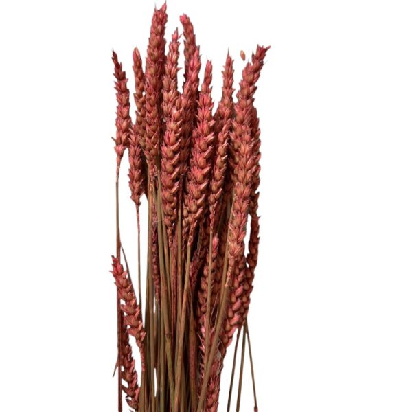 Dry Wheat creamy pink - Image 2