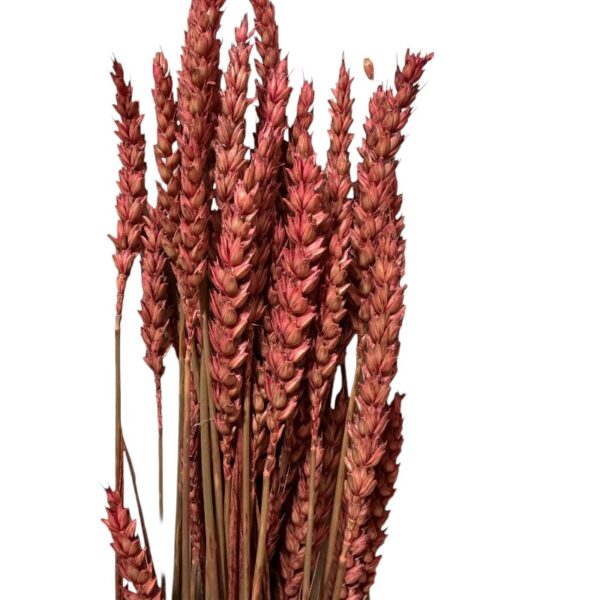 Dry Wheat creamy pink 1 bunch