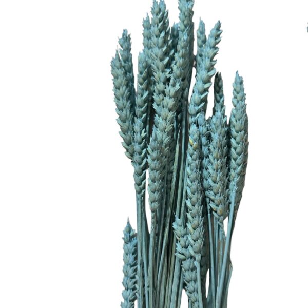 Dry Wheat blue - Image 2