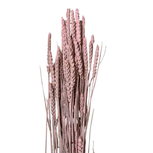 Dry Wheat pink - Image 2