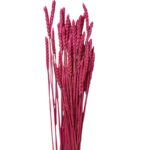 Dry Wheat fuchsia - Image 2