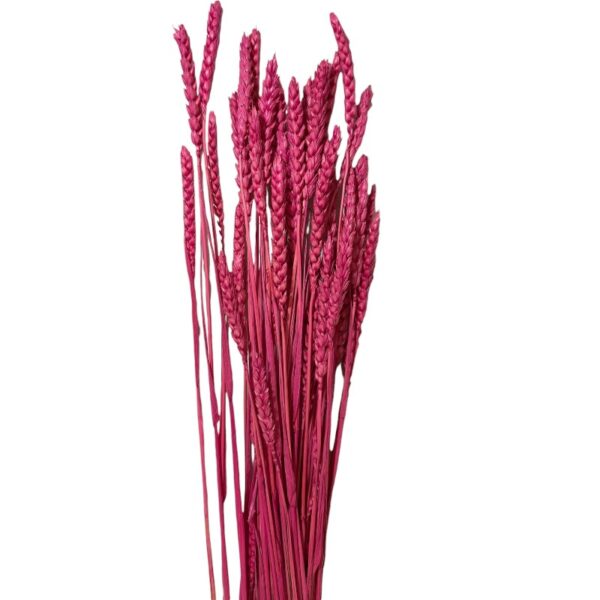 Dry Wheat fuchsia - Image 2