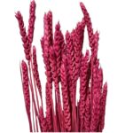 Dry Wheat fuchsia 1 bunch