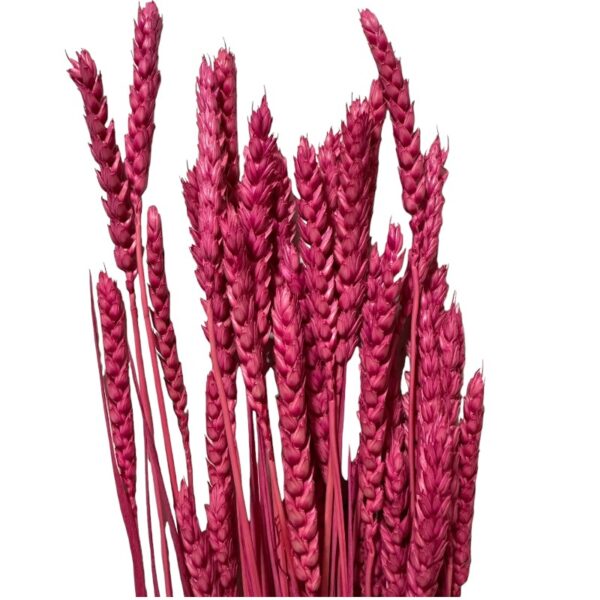 Dry Wheat fuchsia 1 bunch