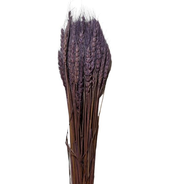 Dry Triticum lavender - Image 2