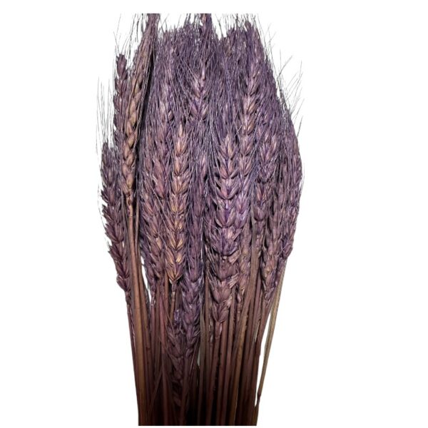 Dry Triticum lavender 1 bunch