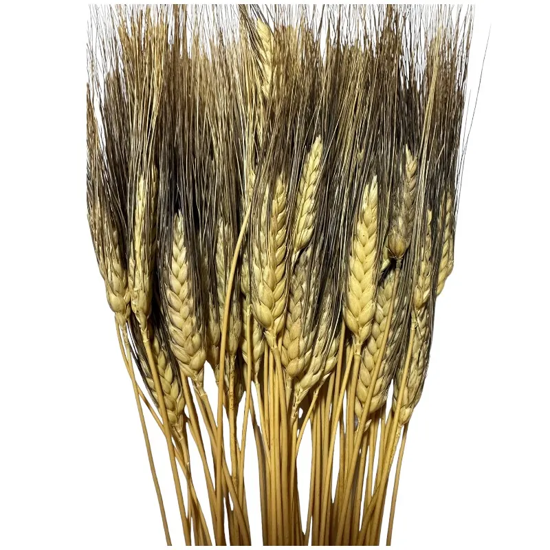 Dry Triticum brown 1 bunch