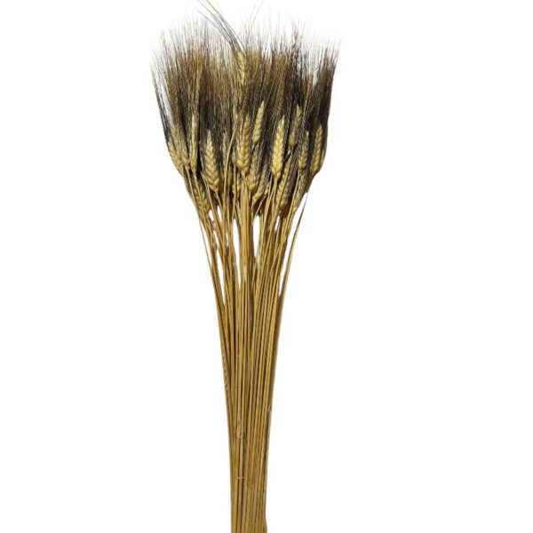 Dry Triticum brown - Image 2