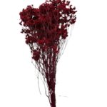 Preserved Sinesis red - Image 2