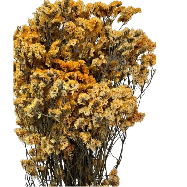 Preserved Sinesis orange 1 bunch