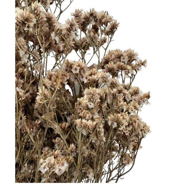 Preserved Sinesis pink 1 bunch