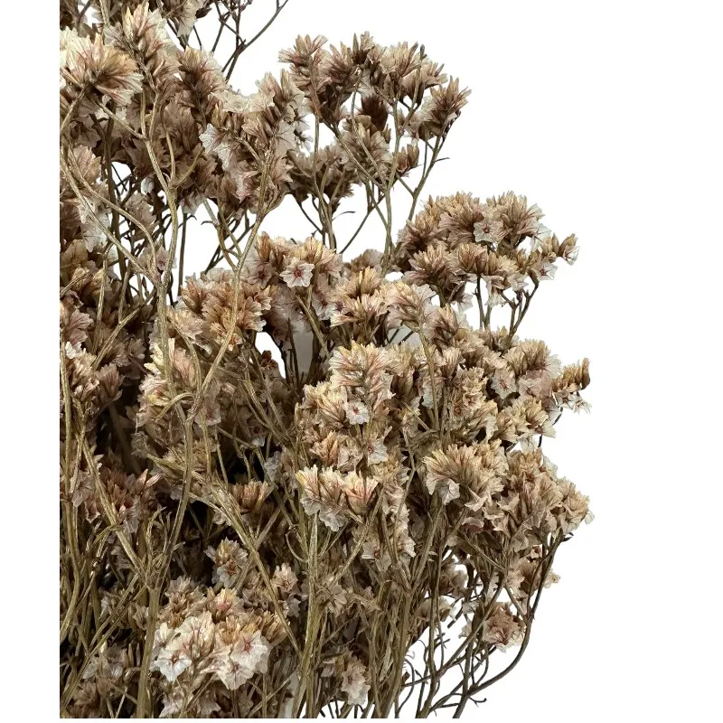 Preserved Sinesis pink 1 bunch