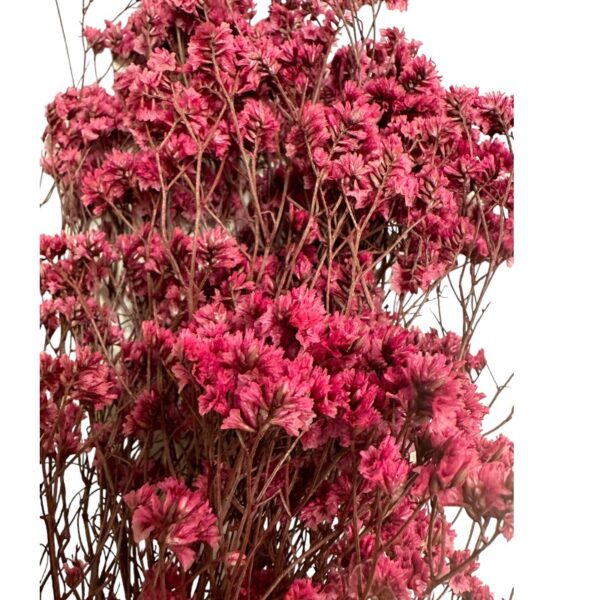 Preserved Sinesis fuchsia 1 bunch