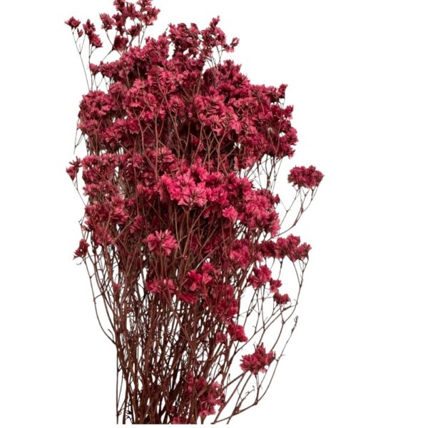 Preserved Sinesis fuchsia - Image 2