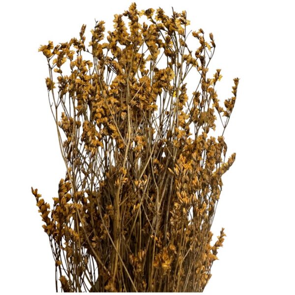 Preserved Sinesis ochre 1 bunch