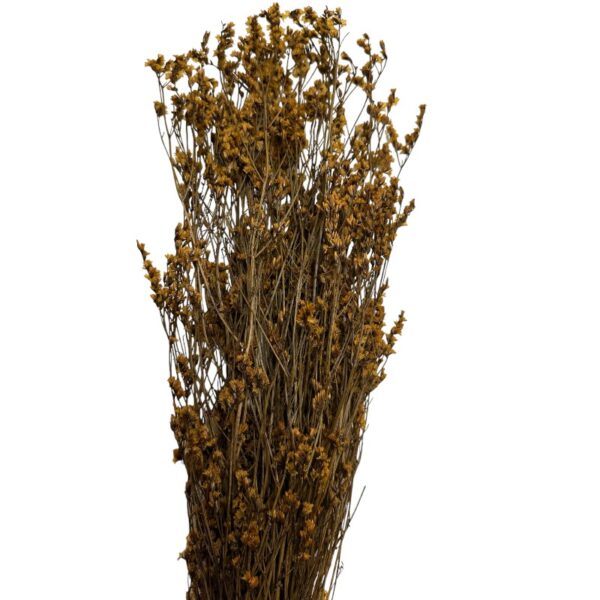 Preserved Sinesis ochre - Image 2