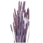 Dry Wheat lavender - Image 2