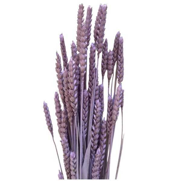 Dry Wheat lavender - Image 2