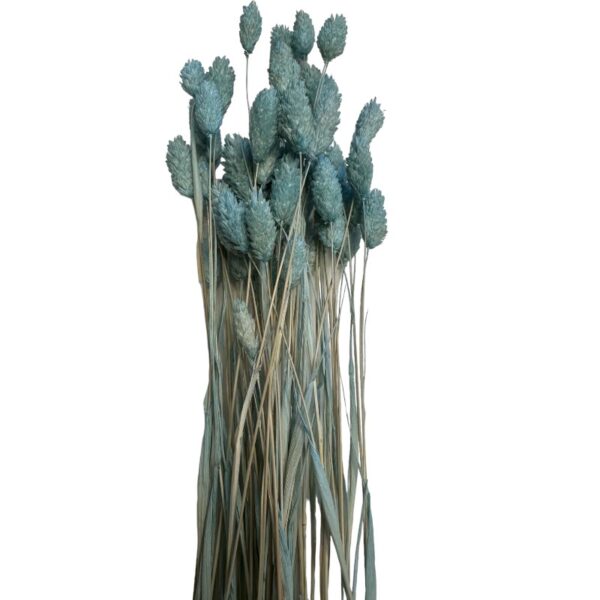 Dry Phalaris blue - Image 2