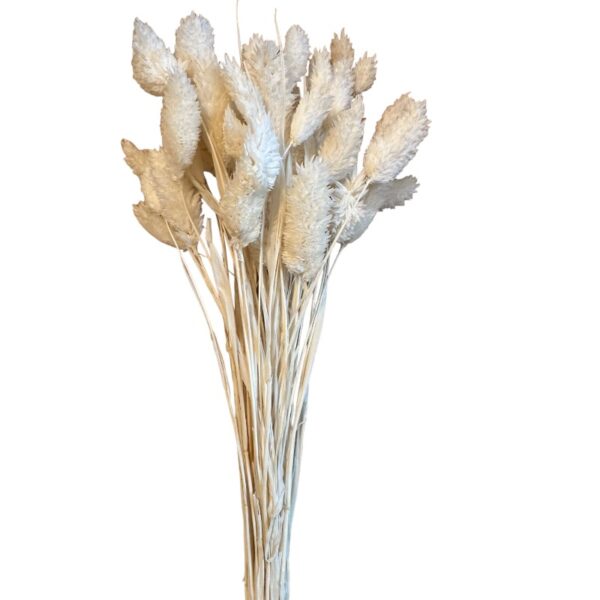 Dry Phalaris white - Image 2