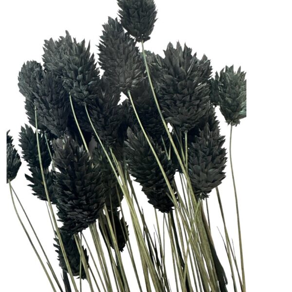 Dry Phalaris black , bunch