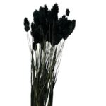 Dry Phalaris black - Image 2