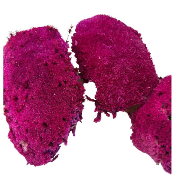 Preserved Moss ball fuchsia - Image 5