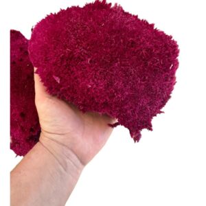 Preserved Moss ball fuchsia