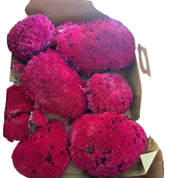 Preserved Moss ball fuchsia - Image 2