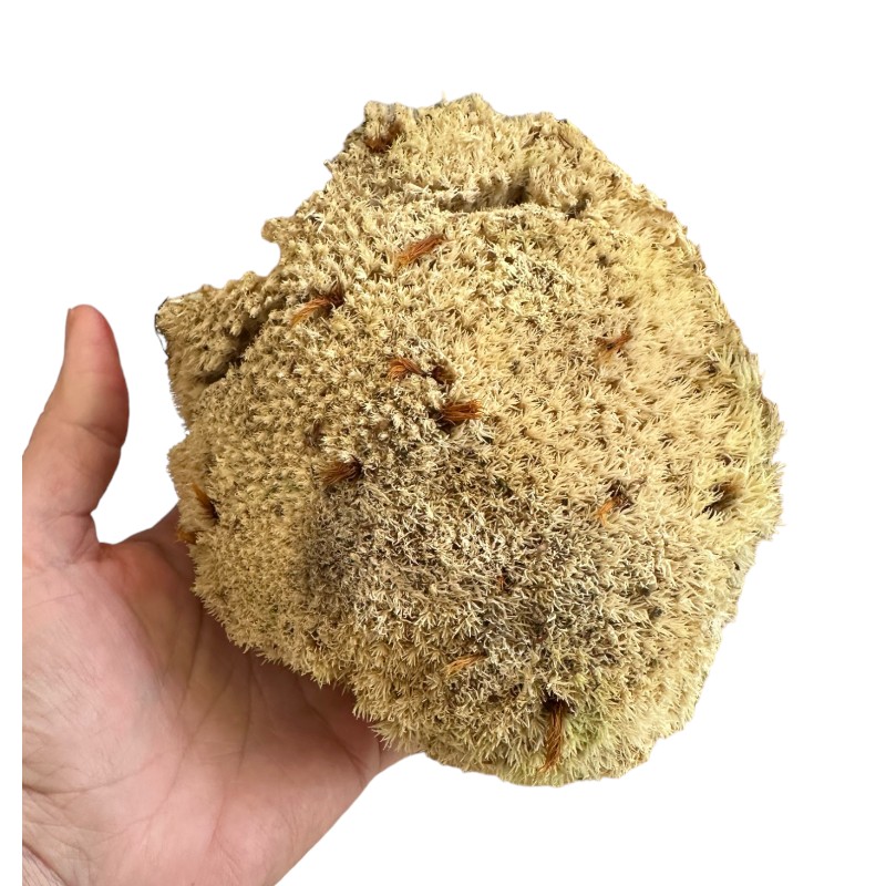 Preserved light brown ball moss