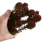 Preserved Tortum femelle burgundy 1 bunch