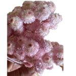 Preserved Sempervivum pink - Image 3