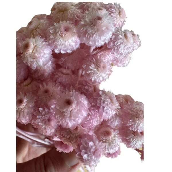 Preserved Sempervivum pink - Image 3