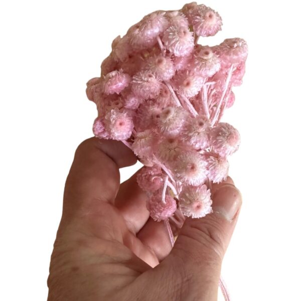 Preserved Sempervivum pink - Image 4