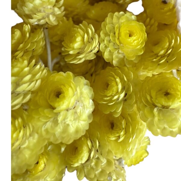 Preserved Sempervivum yellow - Image 3